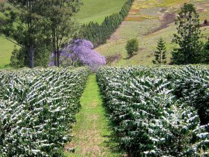 plantation de café Mountain Top Estate