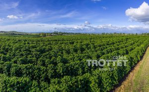 plantation de café Skybury