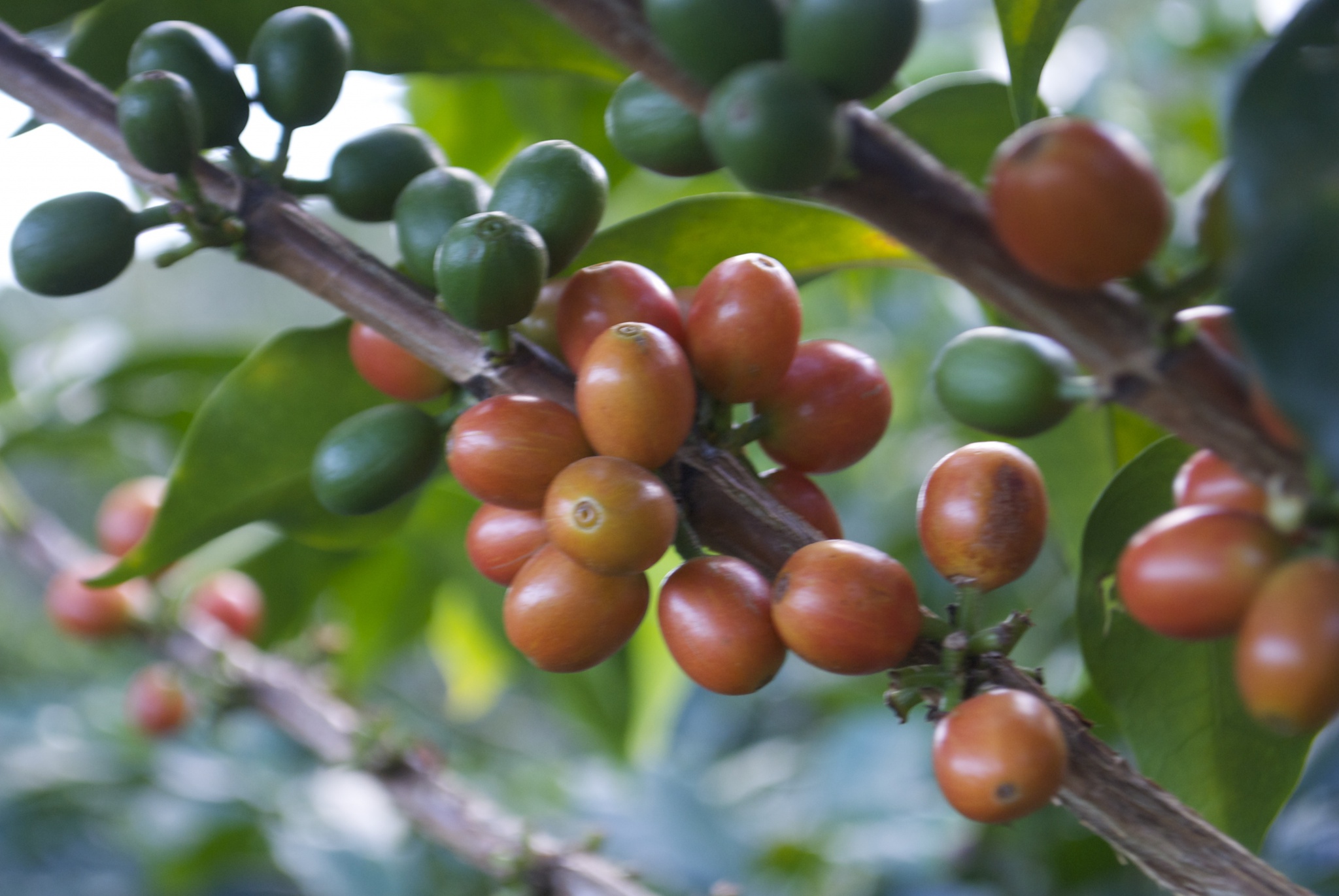 tout savoir sur un café